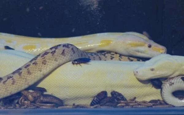 Snakes, Abductions, and Burning Rubber: Meet the Stars of Extreme I.T.