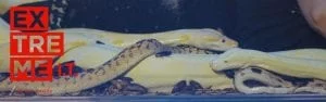 Snakes, Abductions, and Burning Rubber: Meet the Stars of Extreme I.T.