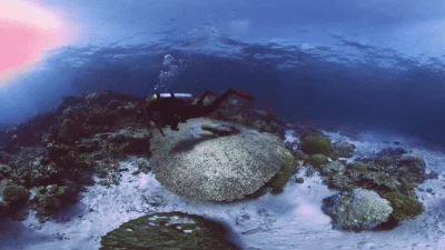 Erika Woolsey diving