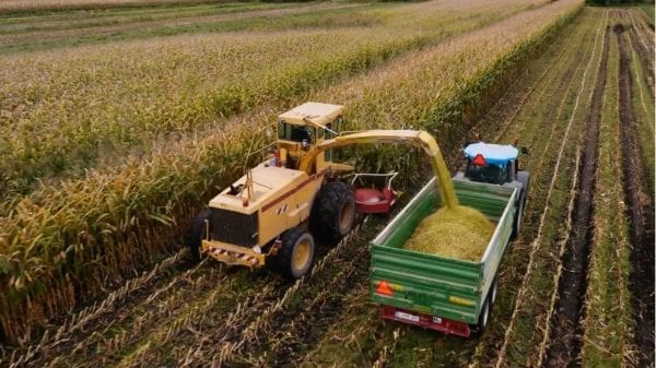 Large vehicles harvesting corn in a field