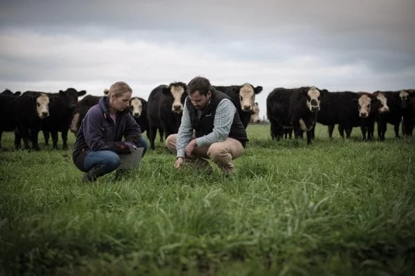 Two people crouched and examining green grass while cows stand in the background.