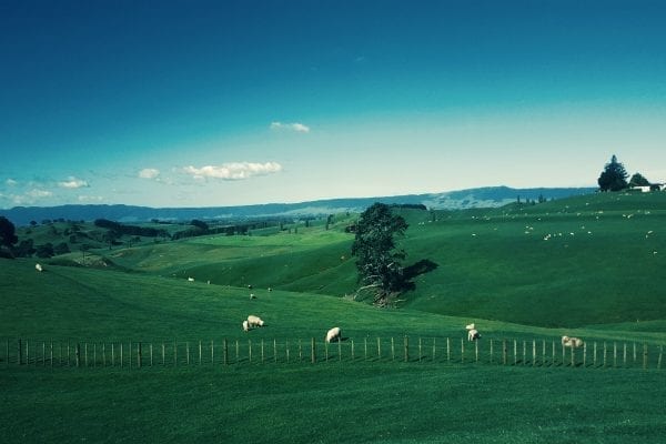 Wide landscape shot of rolling green hills and grazing sheep.