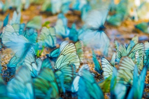 Lenovo brand image - dense image of blue and gold butterfly wings