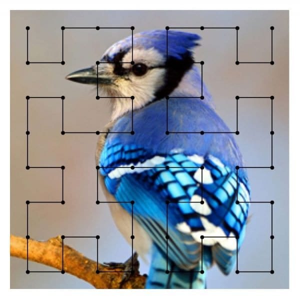 A diagram of a North American Blue Jay with an analytical mapping overlay, to indicate the simulation of mapping color frequencies to sound frequencies.