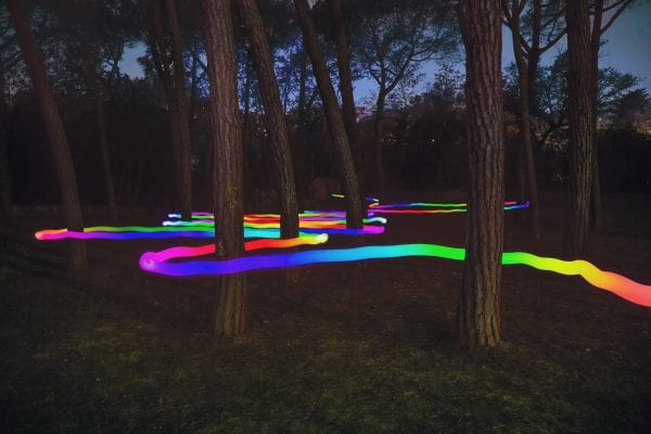 Lenovo brand image - Colorful light trail following the way between pine trees at night.