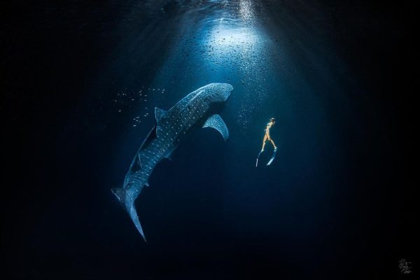 Gador swimming with a whale shark