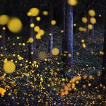 Brand image - fireflies in the woods
