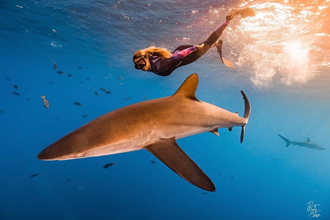 How One Marine Biologist is Challenging the Stigma and Misconceptions  Surrounding Sharks - Lenovo StoryHub