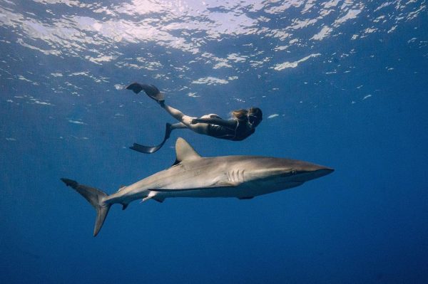 Gador swimming with a shark