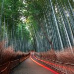 brand image - Bamboo Grove with a path that has red streaking lights