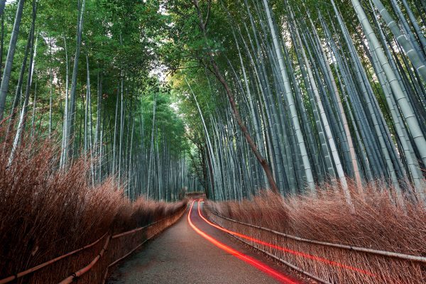 brand image - Bamboo Grove with a path that has red streaking lights