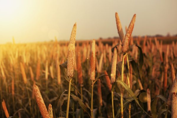 Closeup of millet growing in a field
