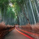 Bamboo Grove with a path that has red streaking lights.