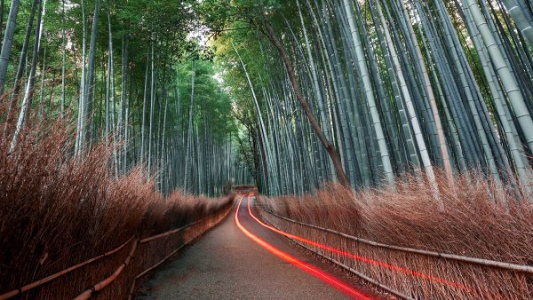 Bamboo Grove with a path that has red streaking lights.
