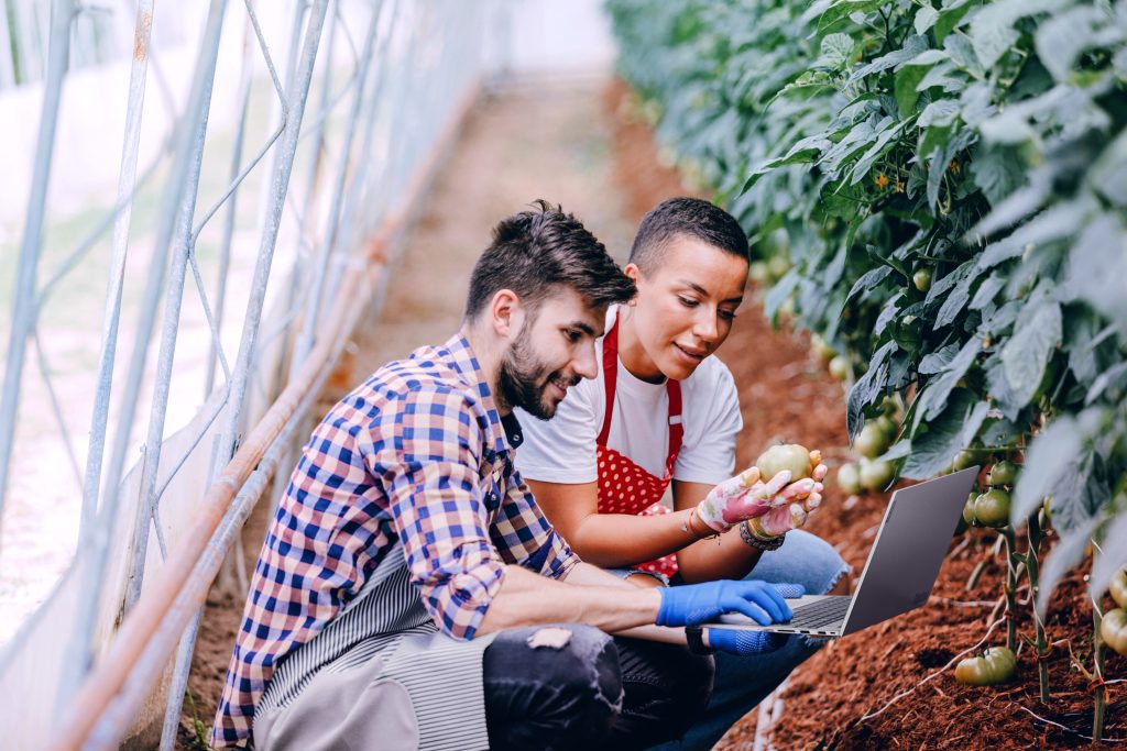 Lenovo brand image - People examining and collecting tomatoes while using a Lenovo laptop