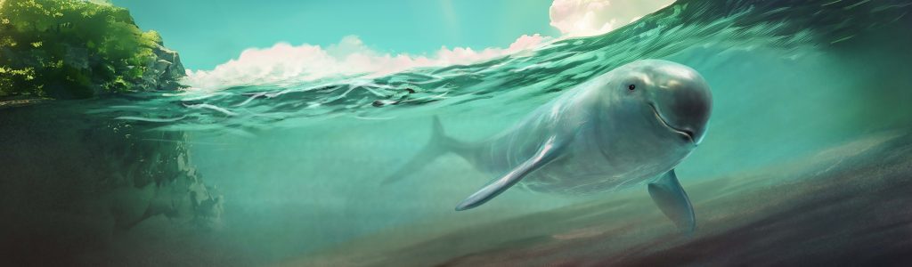 Finless porpoise illustration