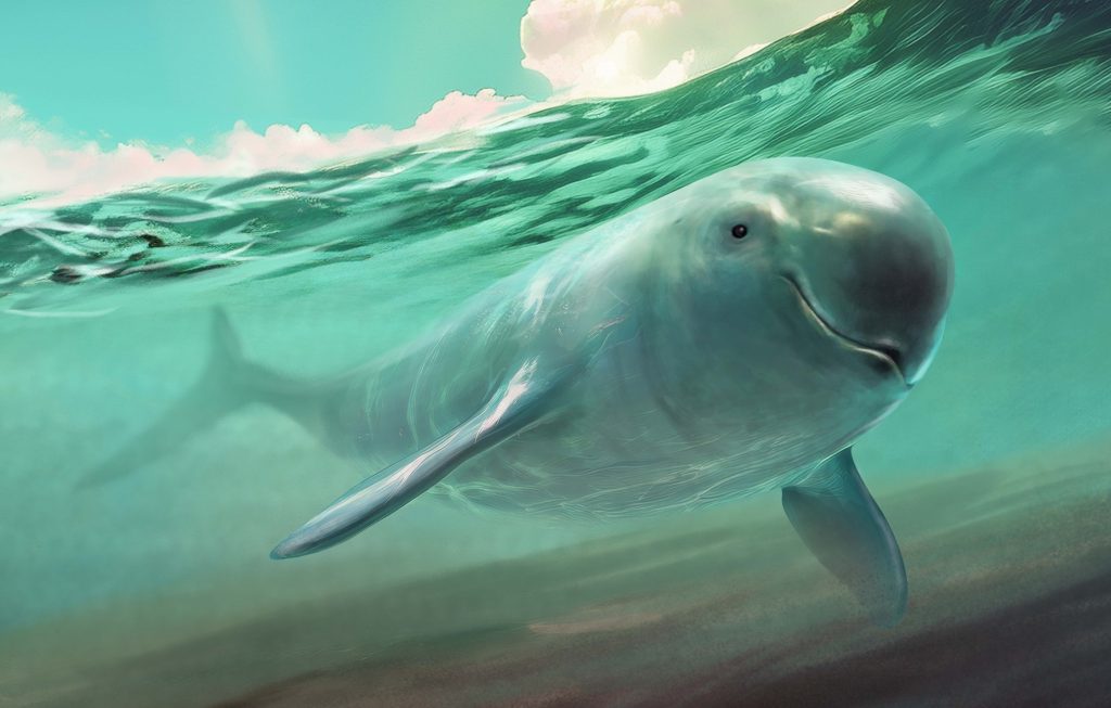 Finless porpoise illustration