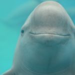 Finless porpoise