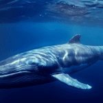 3D fin whale rendering